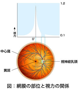 網膜の部位と視力の関係